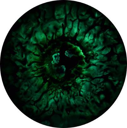 Enrico Magnani, Supernova Materia oscura R12-19 | 2018, Acrilico e pigmento fosforescente su pannello multistrato di carta alluminio, quadro di arte contemporanea