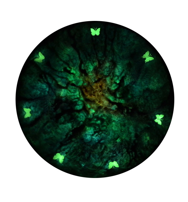Supernova Dark Energy Butterfly No. 2: round work glowing green in the dark with butterflies
